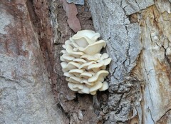 Pleurotus