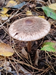 Chlorophyllum olivieri