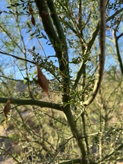 Parkinsonia microphylla