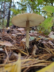 Chlorophyllum olivieri