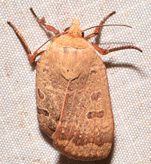 Abagrotis alternata