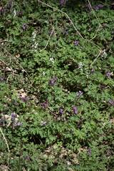 Corydalis cava