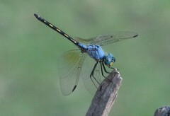 Trithemis stictica