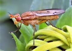 Tetanocera