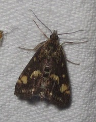 Pyrausta aurata