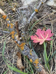 Polycauliona polycarpa