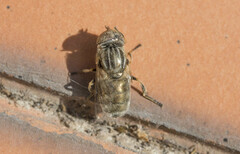 Eristalinus