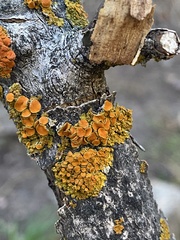 Polycauliona polycarpa