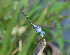 Trithemis stictica