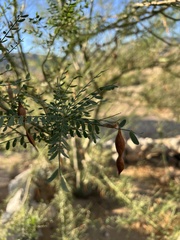 Parkinsonia microphylla