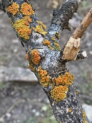 Polycauliona polycarpa
