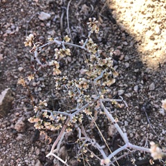 Eriogonum plumatella
