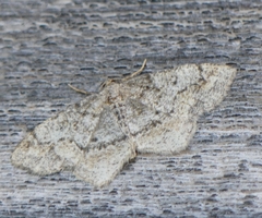Hypagyrtis piniata