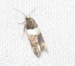 Recurvaria leucatella