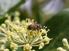 Phasia aurigera