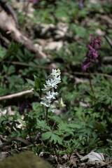 Corydalis cava