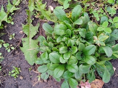 Myosotis sparsiflora
