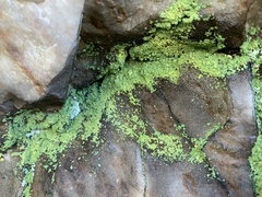 Chrysothrix susquehannensis