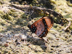 Acraea acara