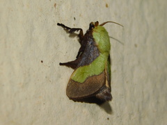 Parasa trapezoidea