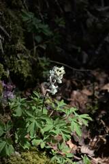 Corydalis cava