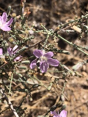Stephanomeria virgata