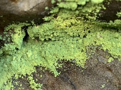 Chrysothrix susquehannensis