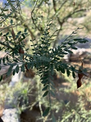 Parkinsonia microphylla