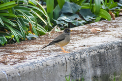Turdus falcklandii