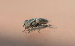 Eristalinus
