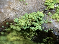 Chrysothrix susquehannensis