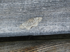 Hypagyrtis piniata