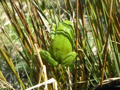 Hyla arborea