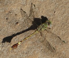 Paragomphus genei