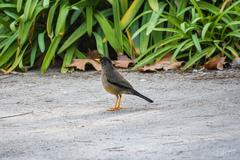 Turdus falcklandii