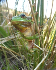 Hyla arborea