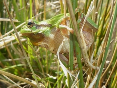Hyla arborea