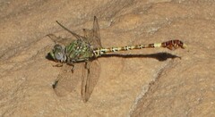 Paragomphus genei