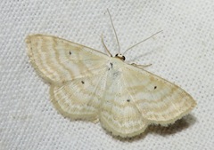 Scopula immutata