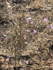 Stephanomeria virgata