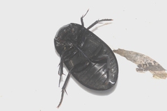 Hydrochara caraboides