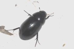 Hydrochara caraboides