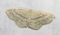Scopula nigropunctata