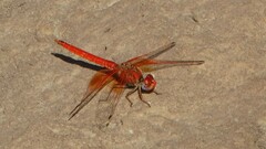 Trithemis kirbyi
