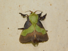 Parasa trapezoidea