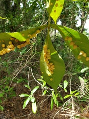 Caryomyia guttata