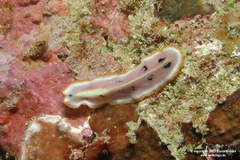 Pseudoceros scriptus
