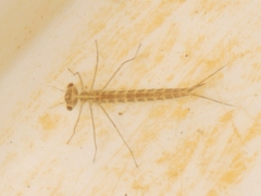 Zygoptera