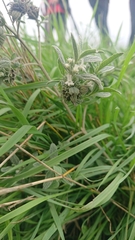 Marrubium peregrinum