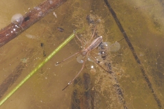 Tetragnatha